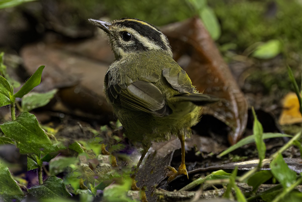 Three-striped Warbler - ML644191024