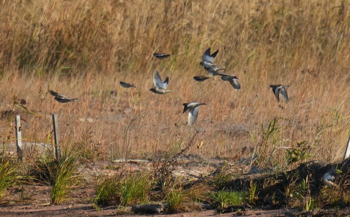 Snow Bunting - ML644191033