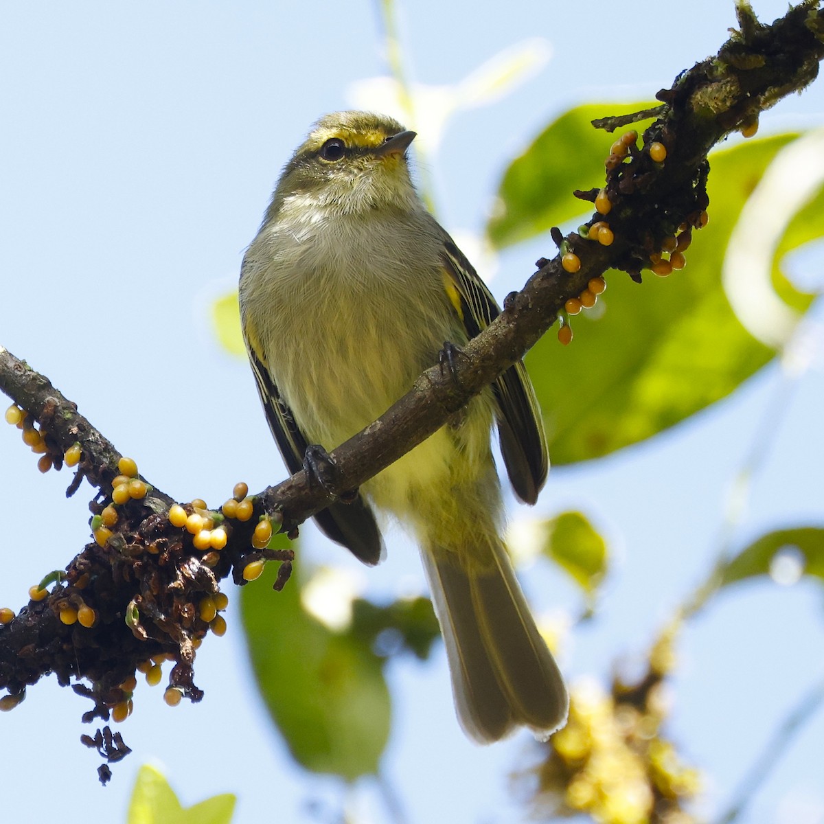 Golden-faced Tyrannulet - ML644191042