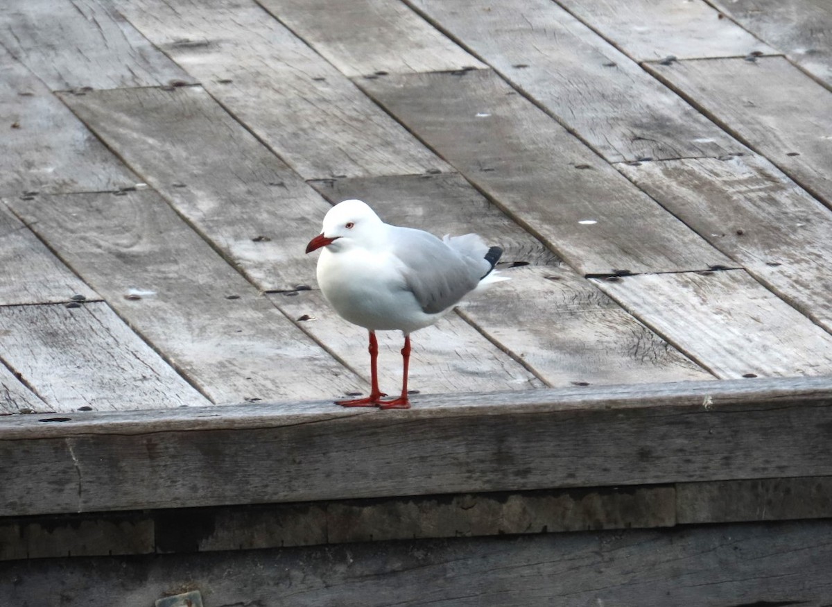 Mouette argentée - ML644191043