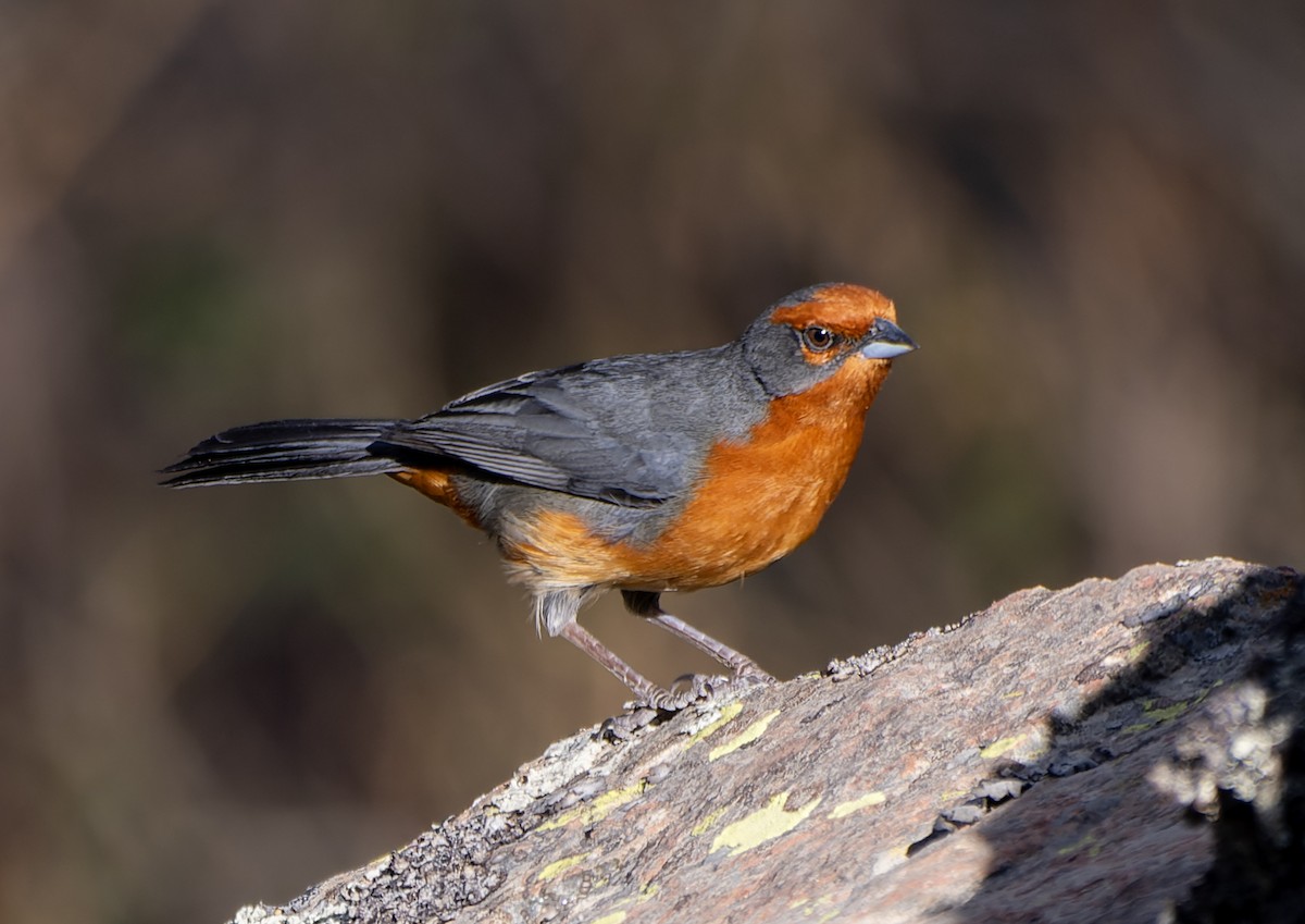 Cochabamba Mountain Finch - ML644191048