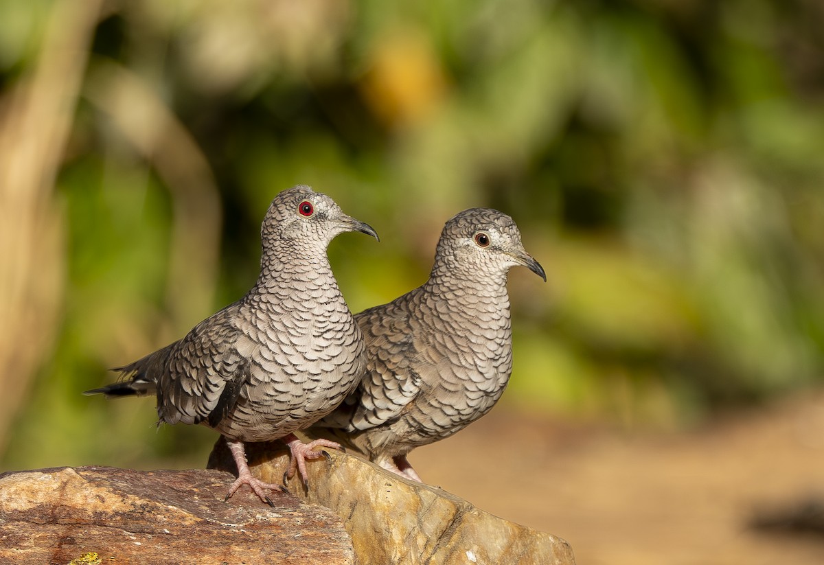 Scaled Dove - ML644191049