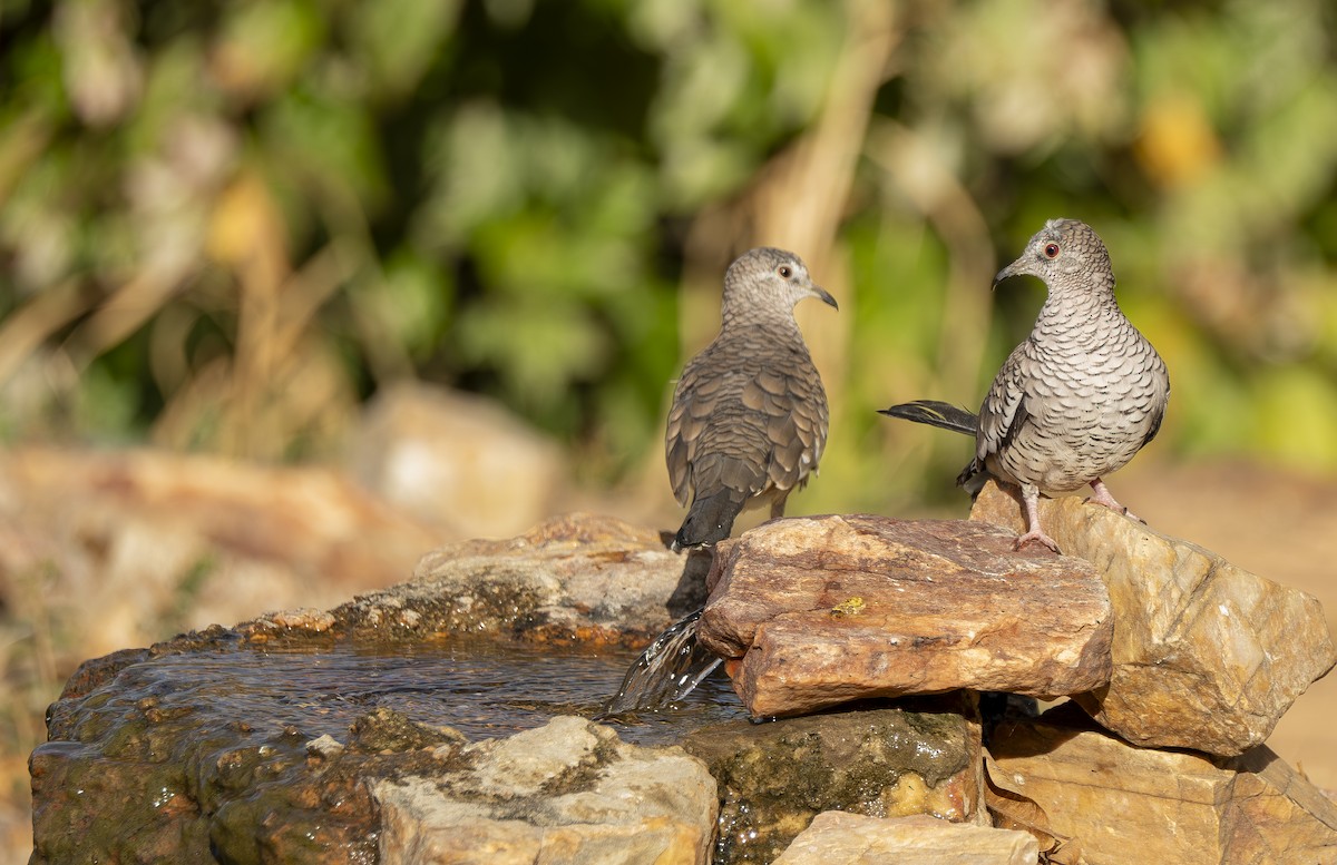 Scaled Dove - ML644191051