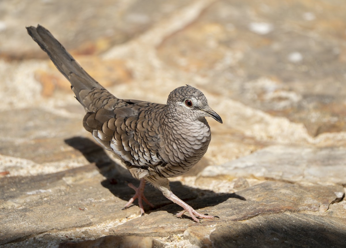 Scaled Dove - ML644191052