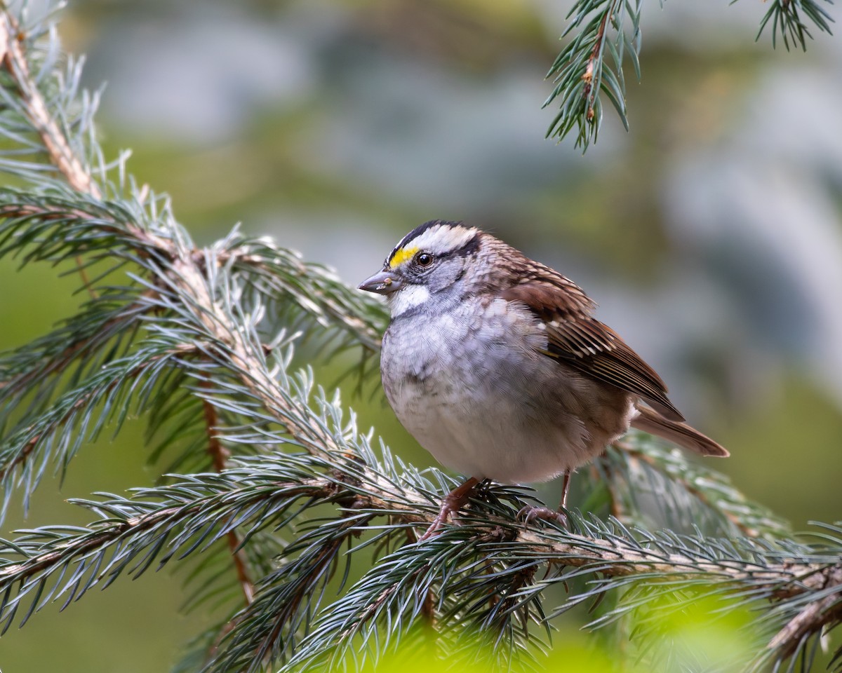 White-throated Sparrow - ML644191074