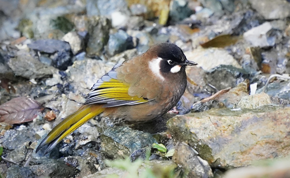 Black-faced Laughingthrush - ML644191082