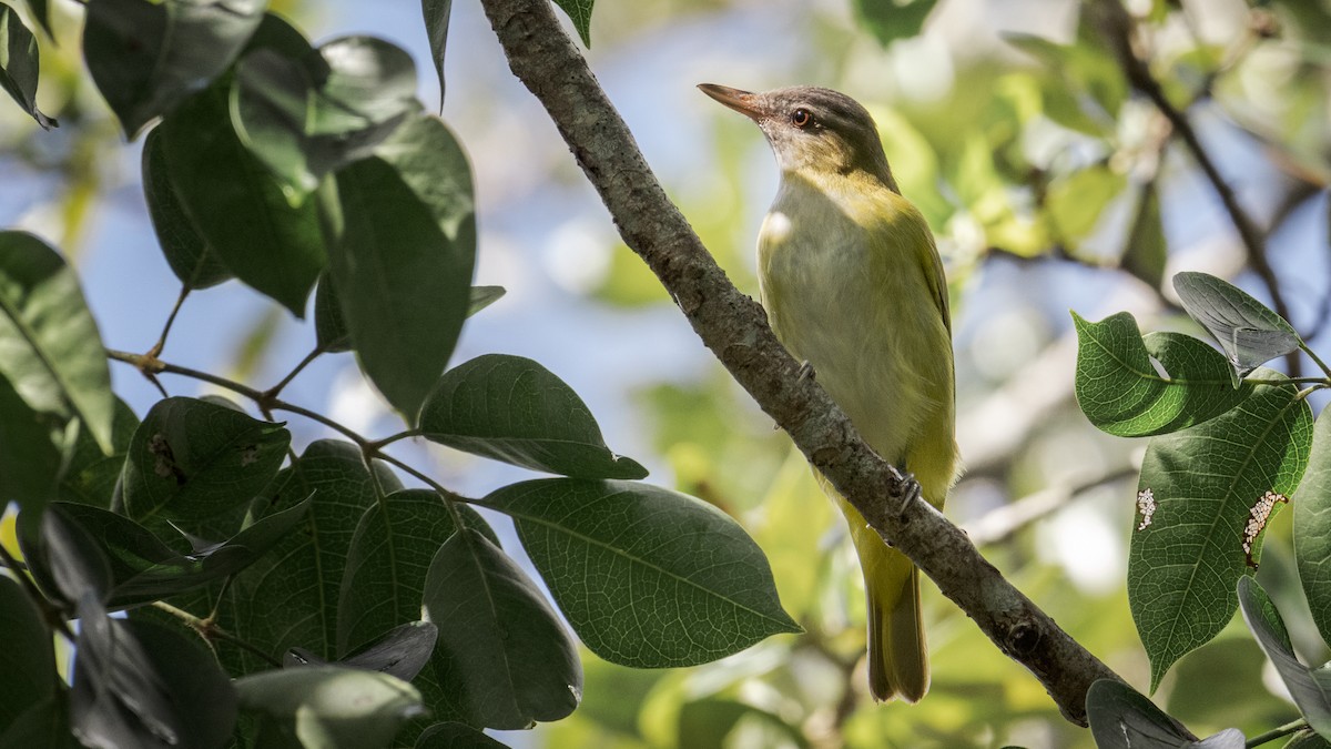 Yellow-green Vireo - ML644191087