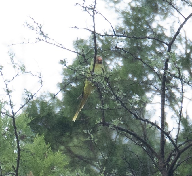 Derbyan Parakeet - ML644191092