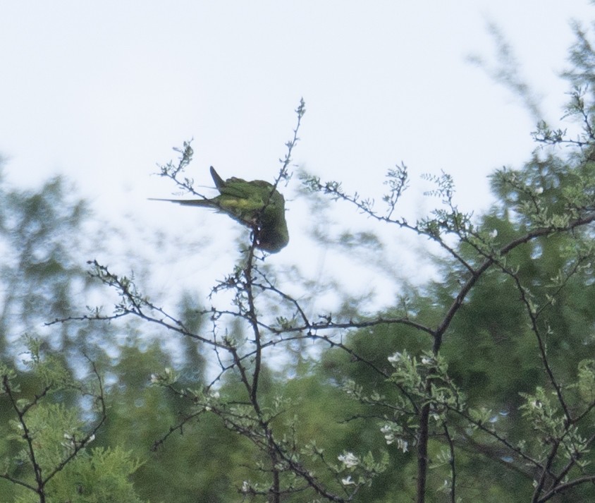 Derbyan Parakeet - ML644191093
