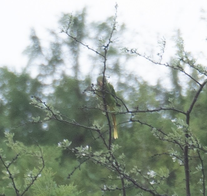Derbyan Parakeet - ML644191094