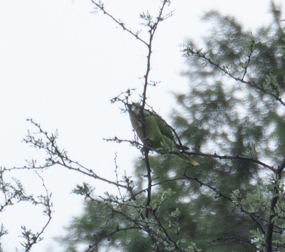 Derbyan Parakeet - ML644191095