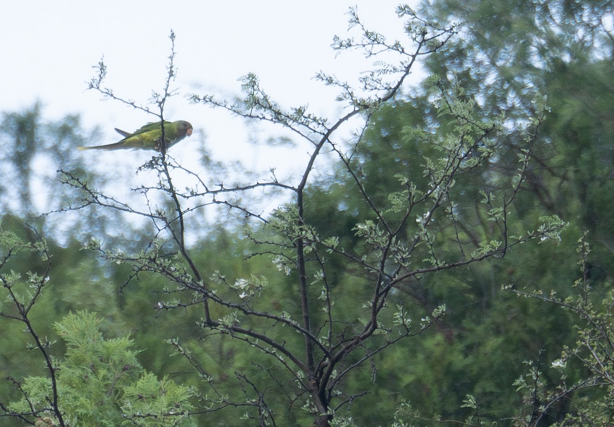 Derbyan Parakeet - ML644191097