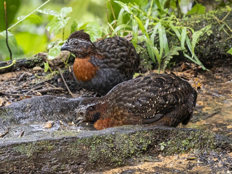 Rufous-breasted Wood-Quail - ML644191099
