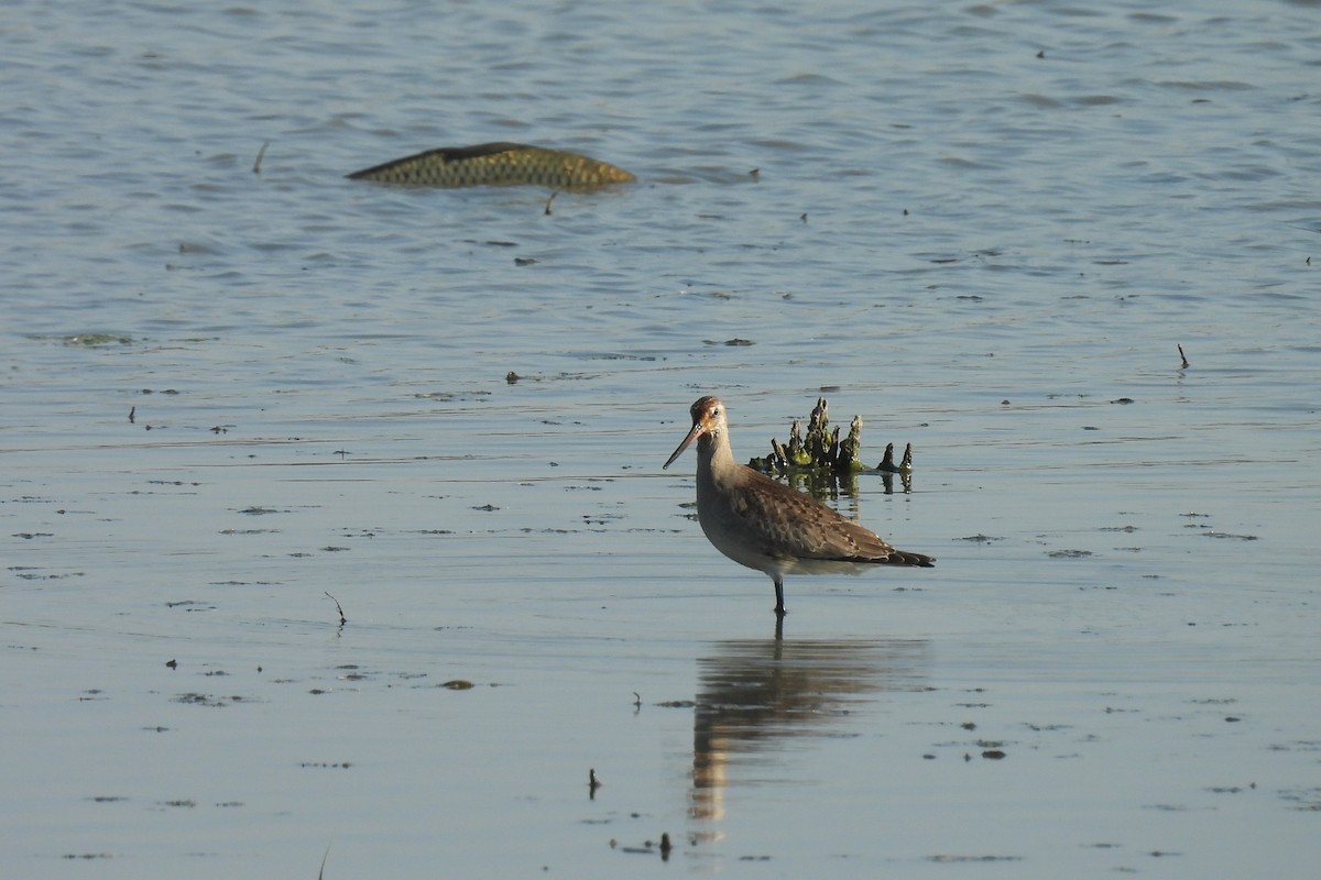 Hudsonian Godwit - ML644191101
