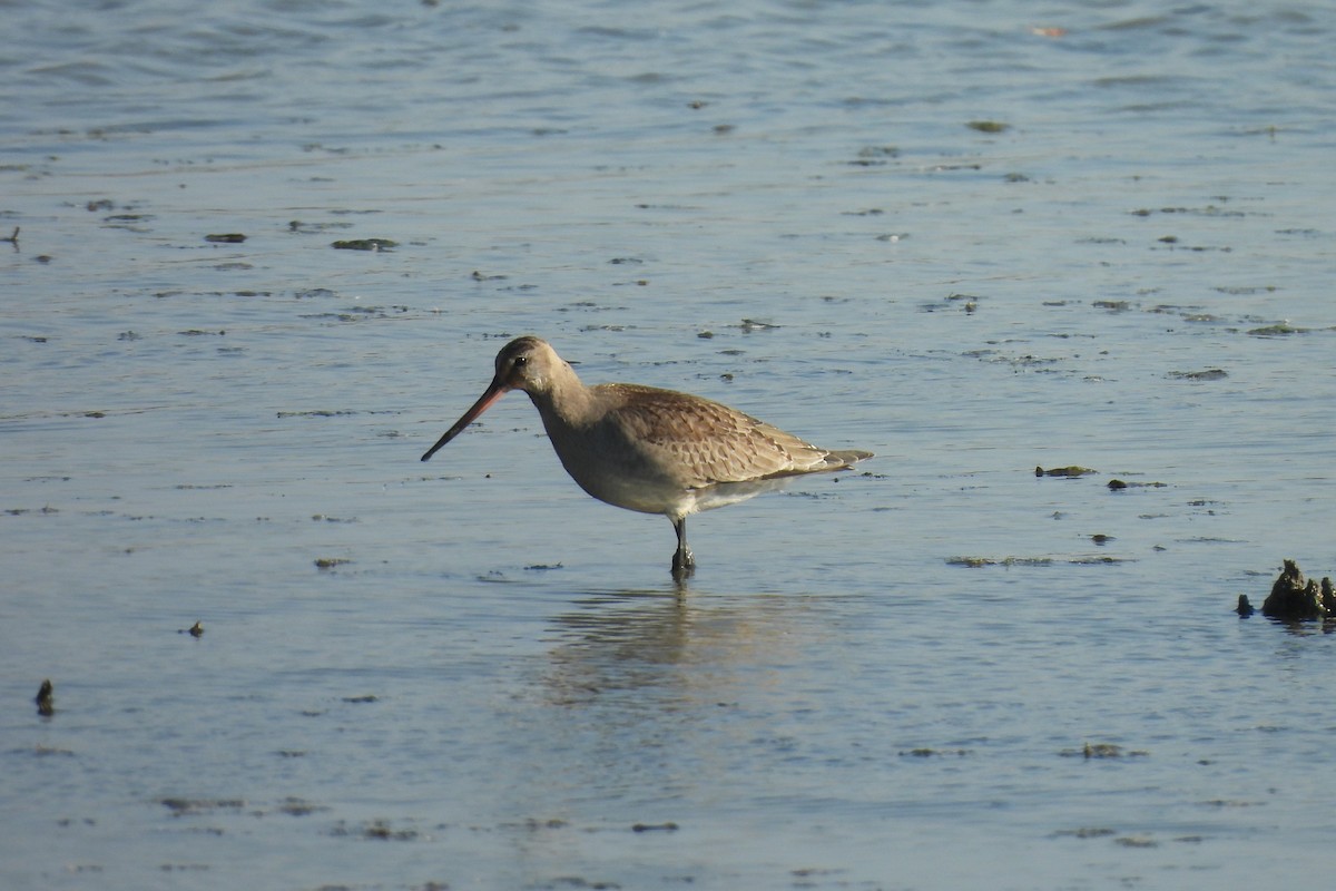 Hudsonian Godwit - ML644191102