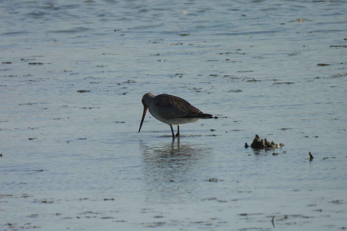 Hudsonian Godwit - ML644191105