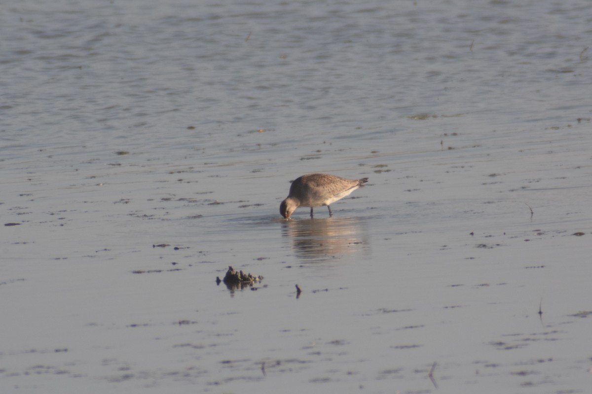 Hudsonian Godwit - ML644191106