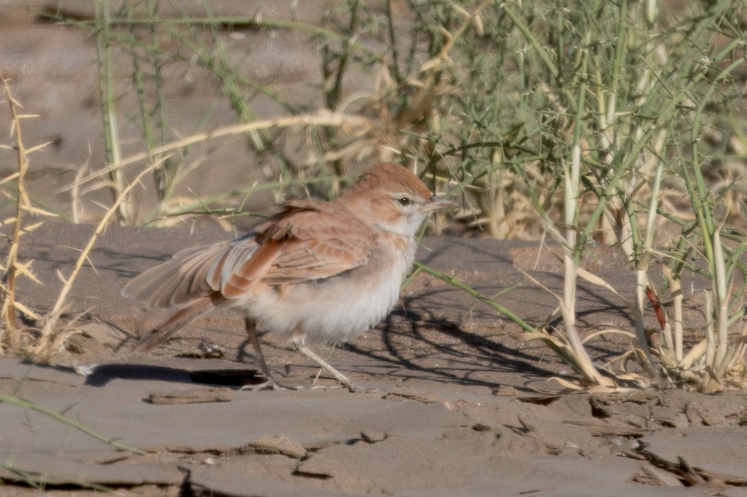 Алондра іржаста (підвид erythrochlamys) - ML644191112