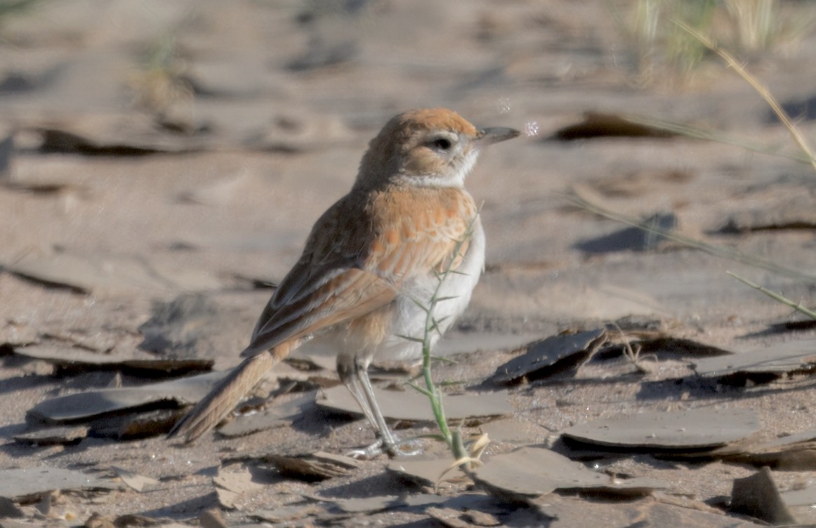 Алондра іржаста (підвид erythrochlamys) - ML644191113