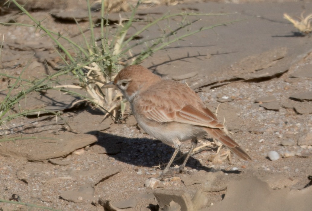 Алондра іржаста (підвид erythrochlamys) - ML644191114
