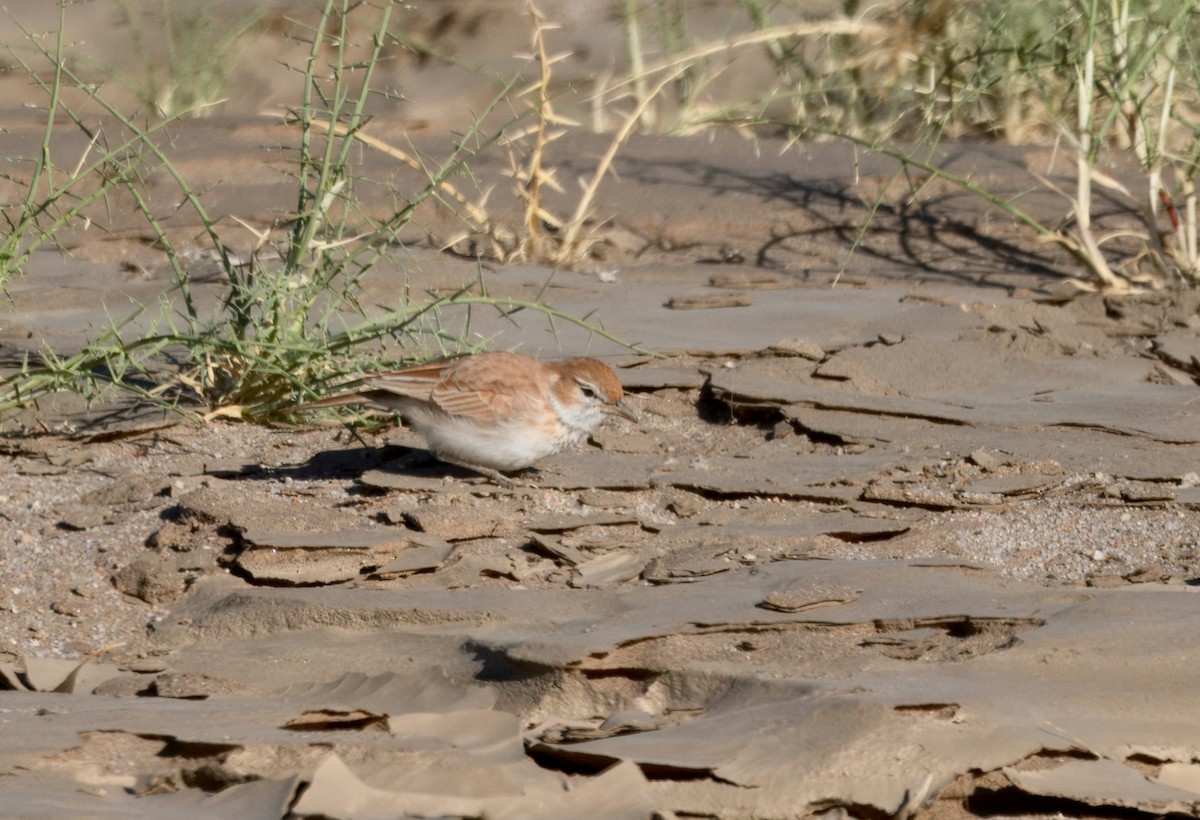 Алондра іржаста (підвид erythrochlamys) - ML644191115