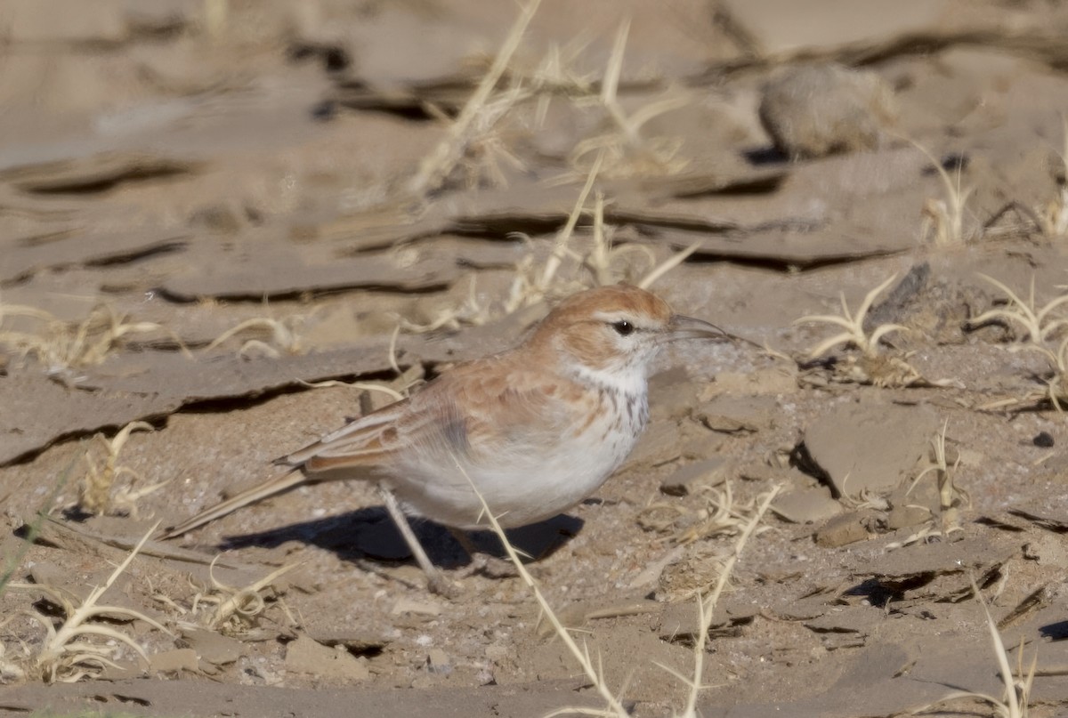 Алондра іржаста (підвид erythrochlamys) - ML644191116