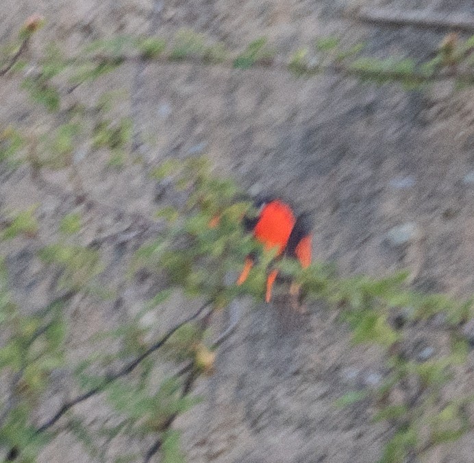 Minivet rouge - ML644191117