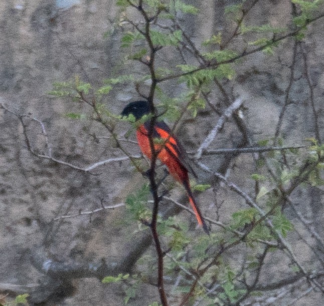 Minivet rouge - ML644191118