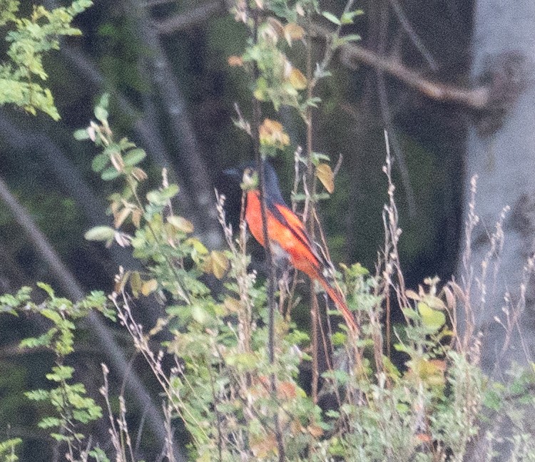 Minivet rouge - ML644191119