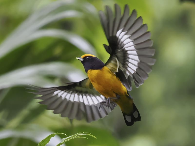 Orange-bellied Euphonia - ML644191130