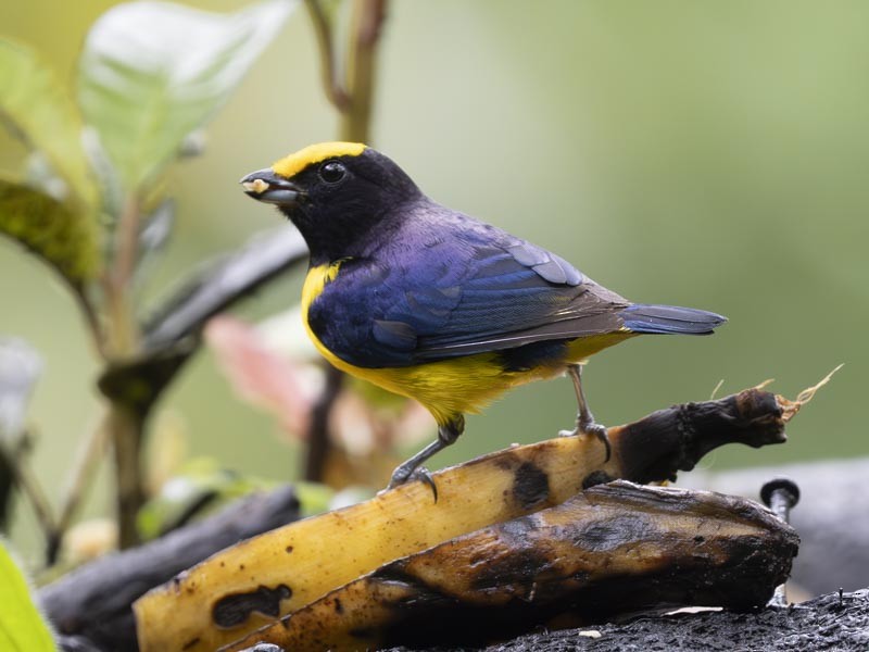 Orange-bellied Euphonia - ML644191131