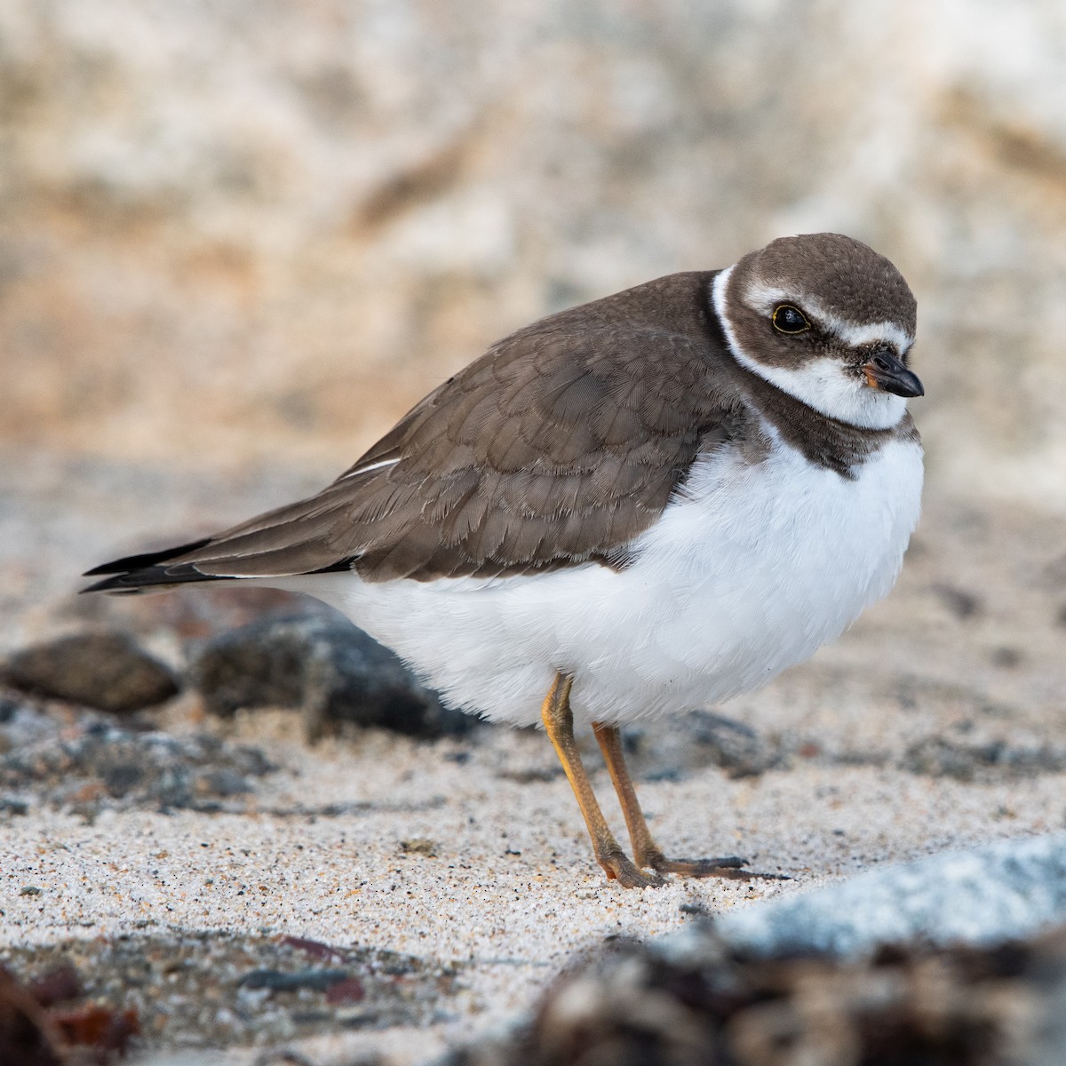 Semipalmated Plover - ML644191140