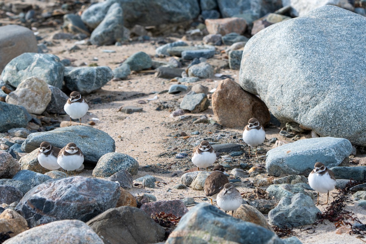 Semipalmated Plover - ML644191141