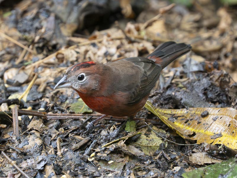 Red-crested Finch - ML644191145