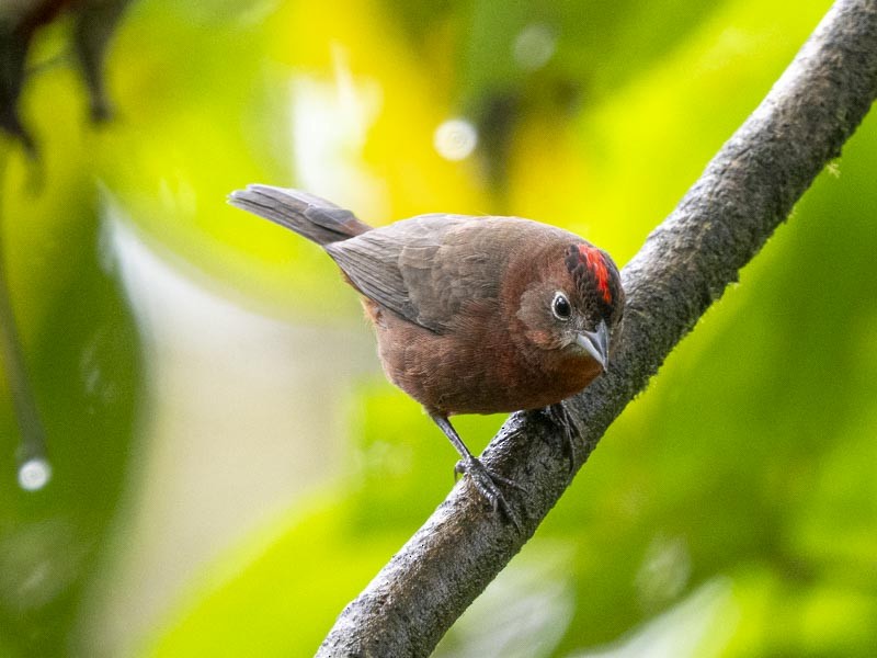Red-crested Finch - ML644191146