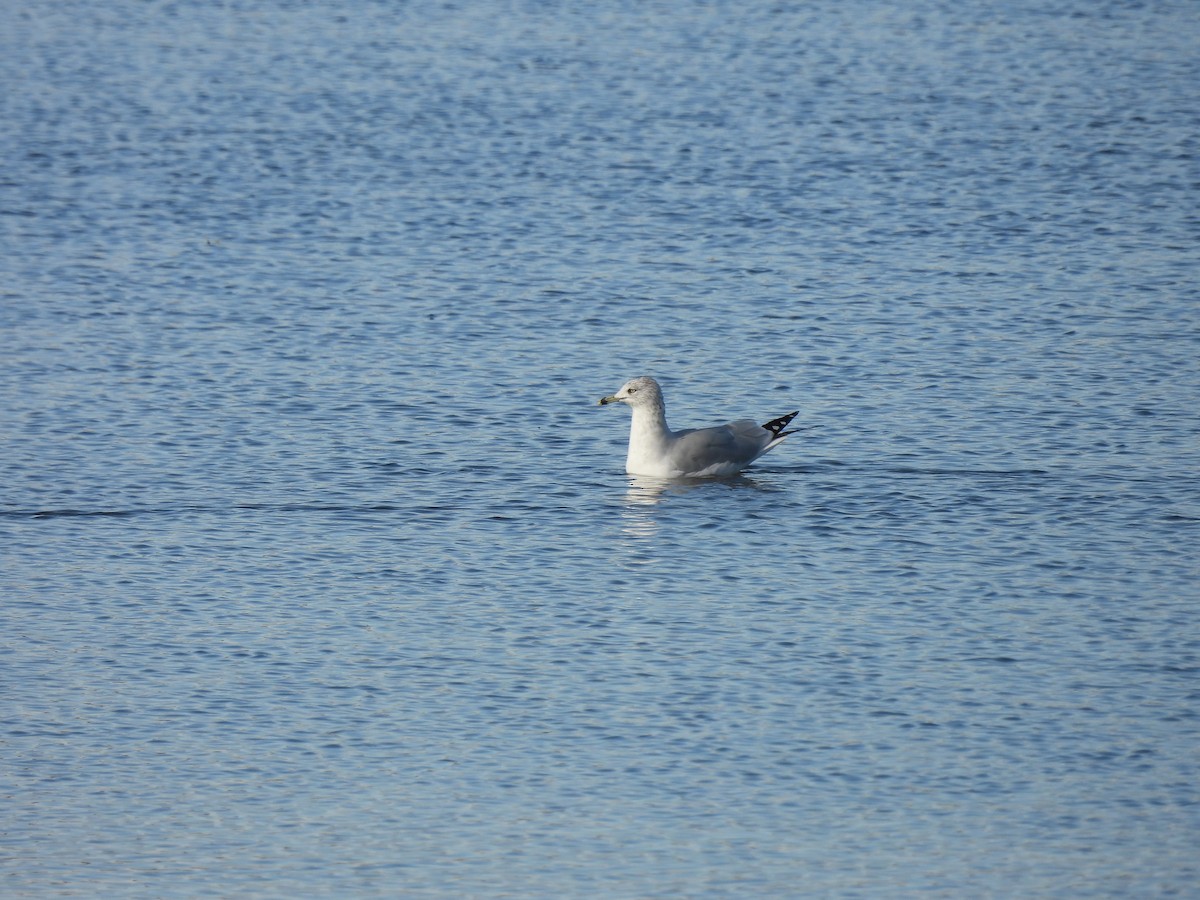 Gaviota de Delaware - ML644191147