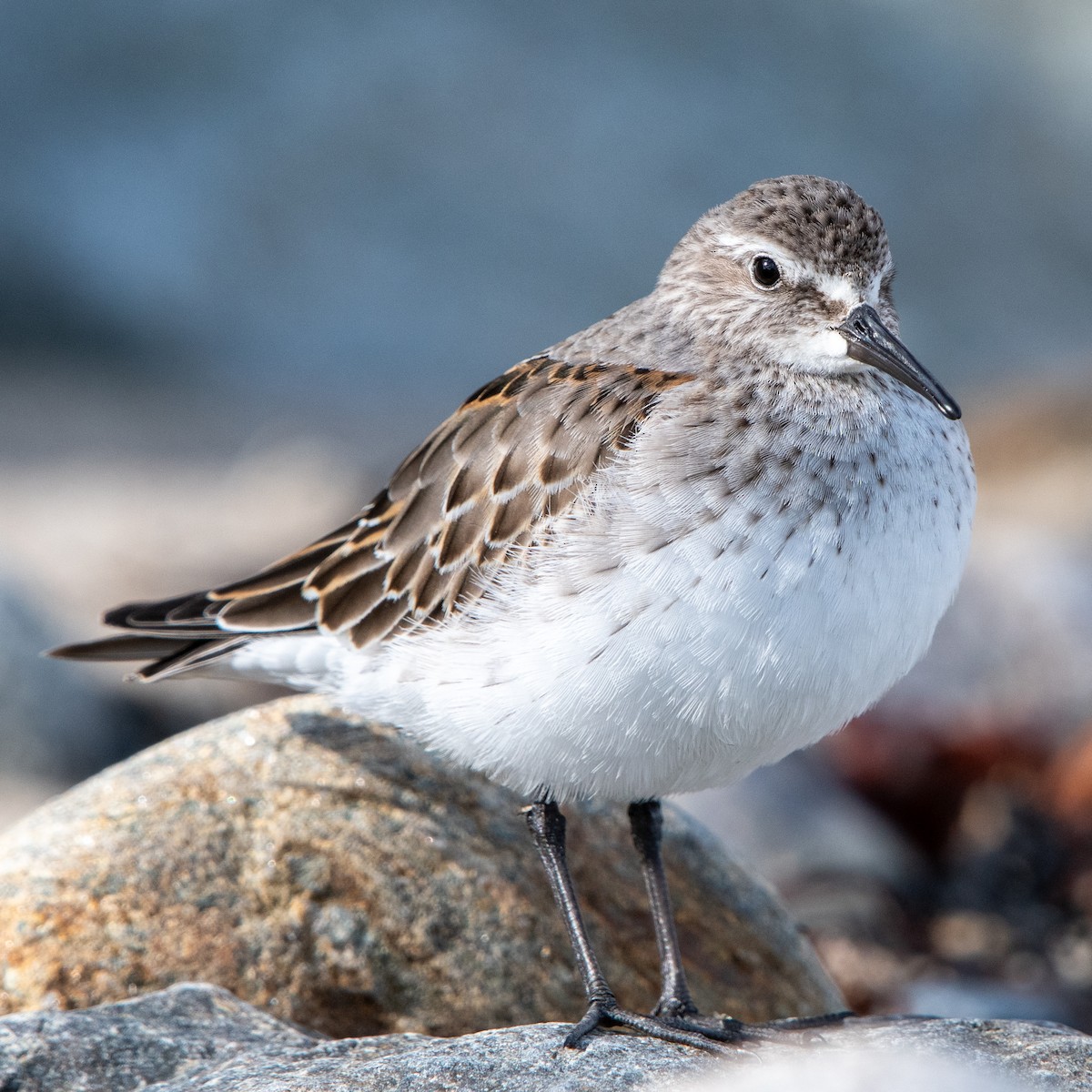 White-rumped Sandpiper - ML644191152
