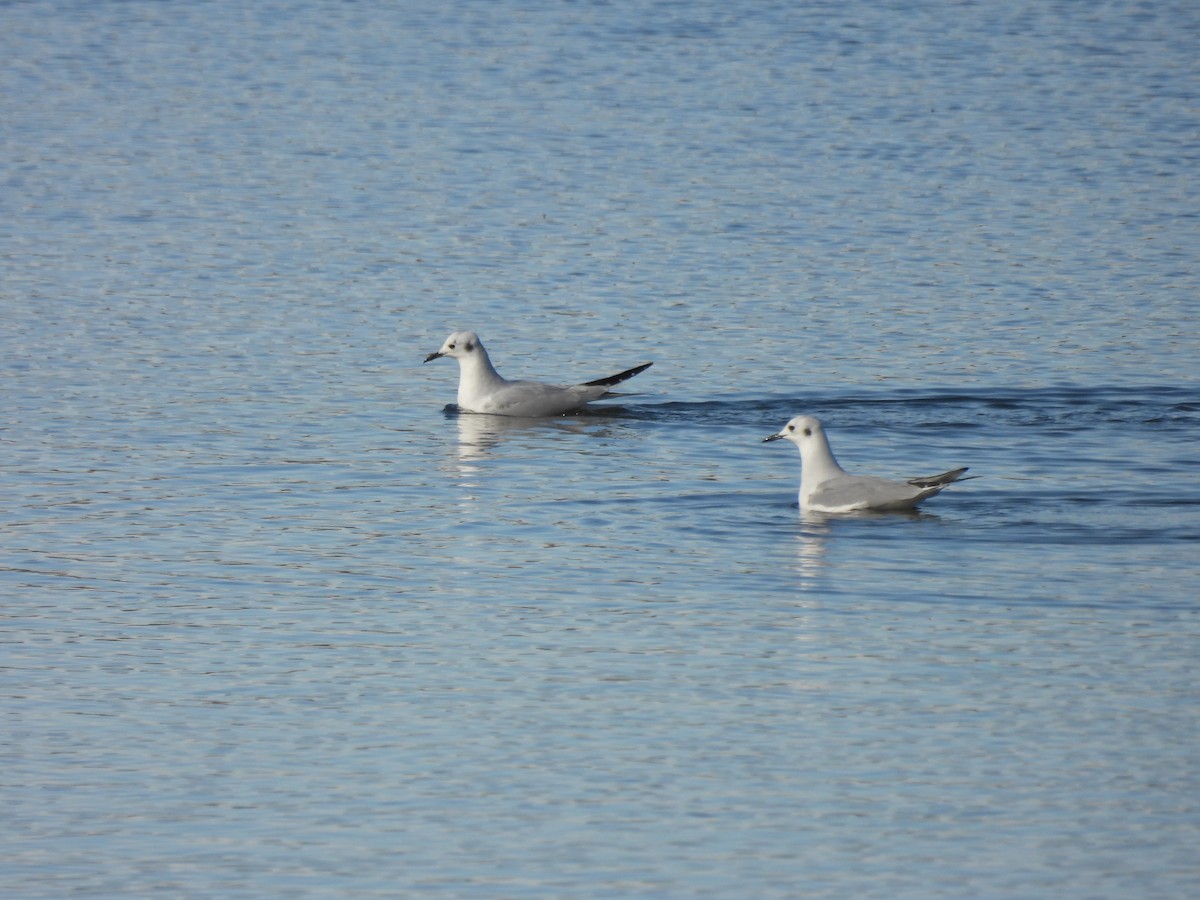 racek Bonapartův - ML644191158