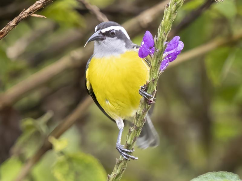 Bananaquit - ML644191159