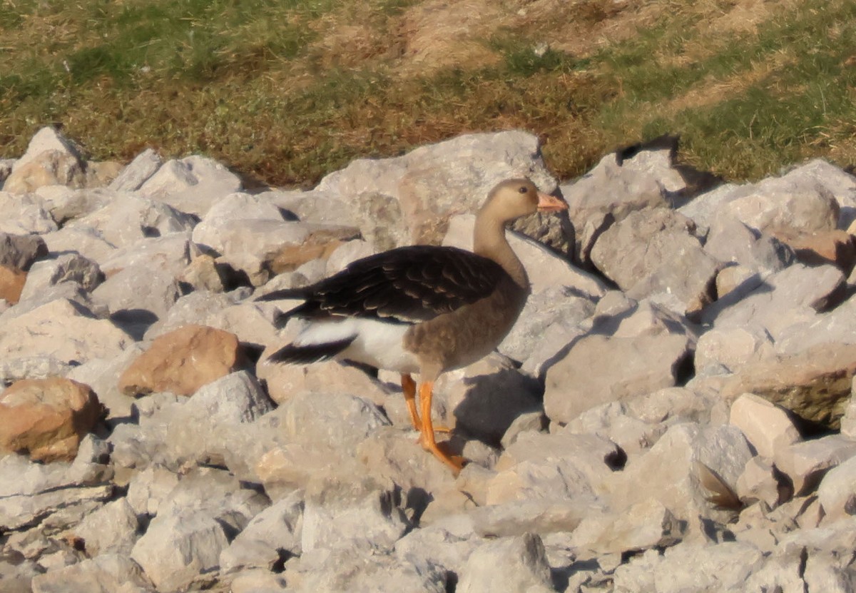 Greater White-fronted Goose - ML644191177