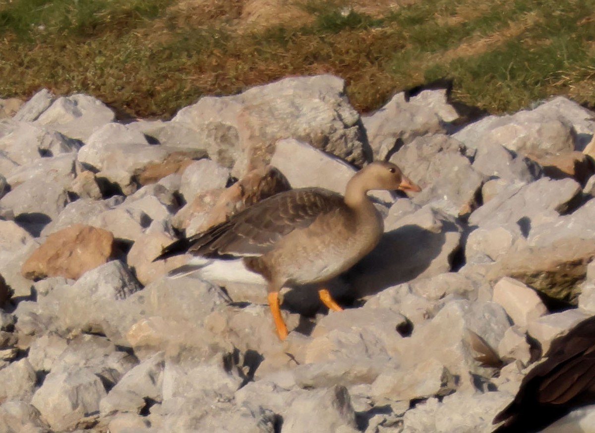 Greater White-fronted Goose - ML644191184
