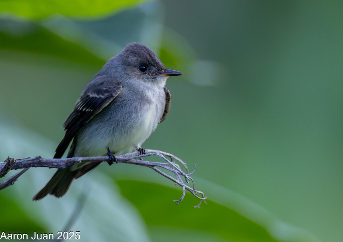 Western Wood-Pewee - ML644191193