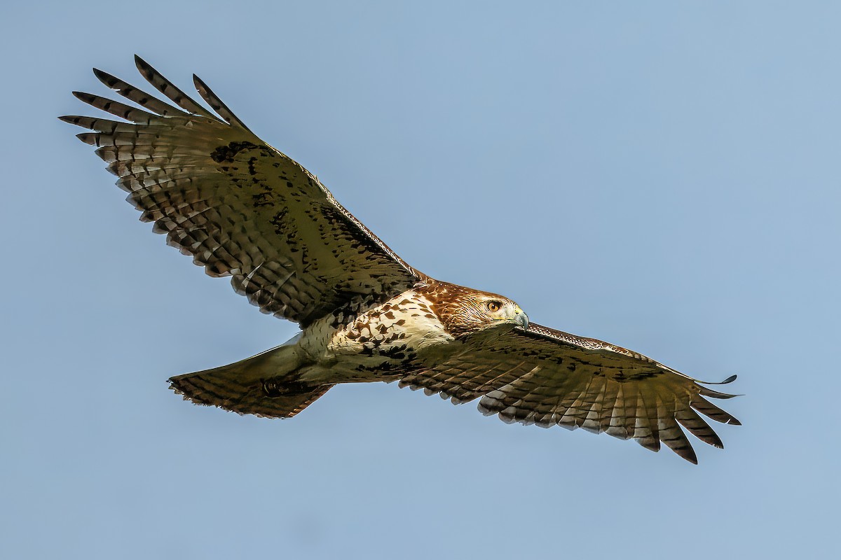 Red-tailed Hawk - ML644191195