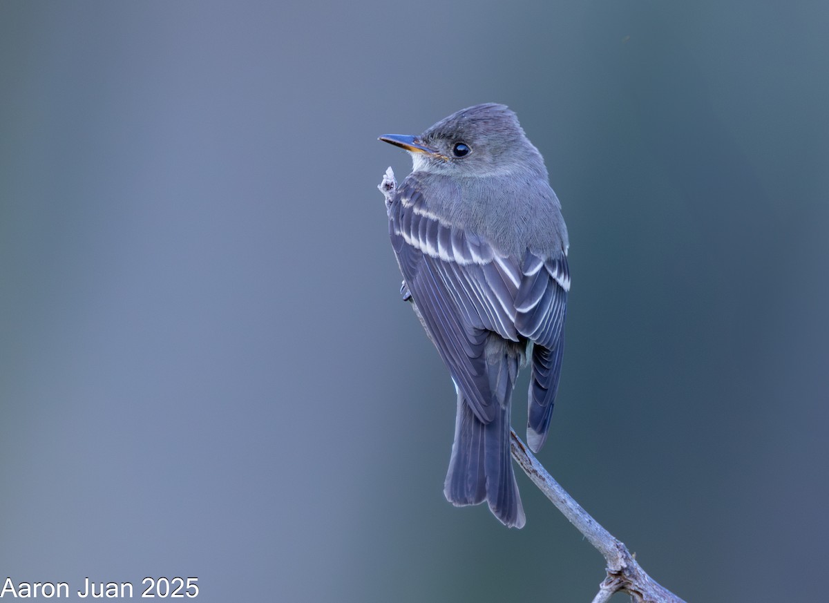 Western Wood-Pewee - ML644191200