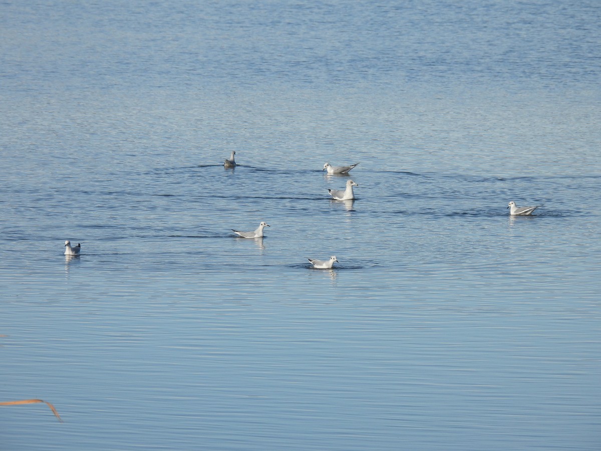 racek Bonapartův - ML644191202