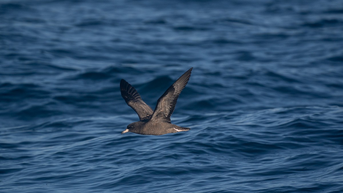 lysbeinlire - ML644191207