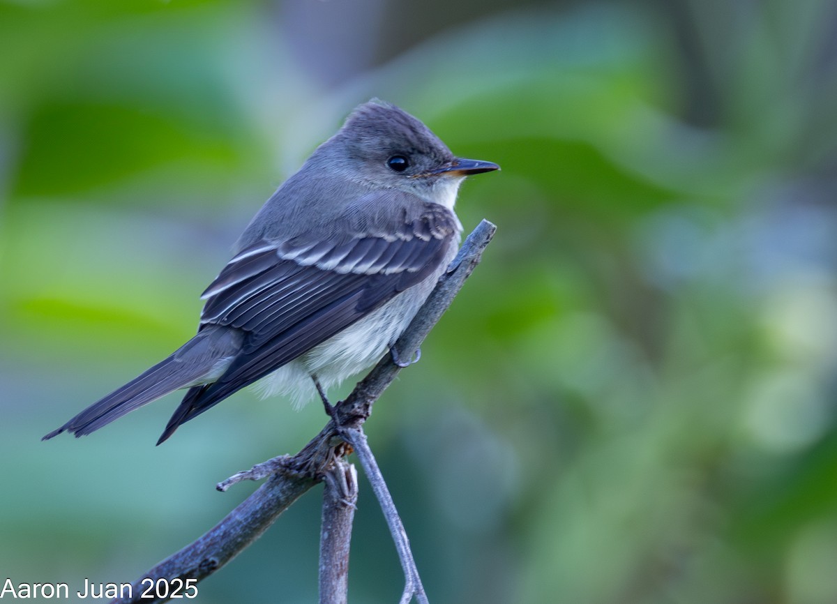 Western Wood-Pewee - ML644191208