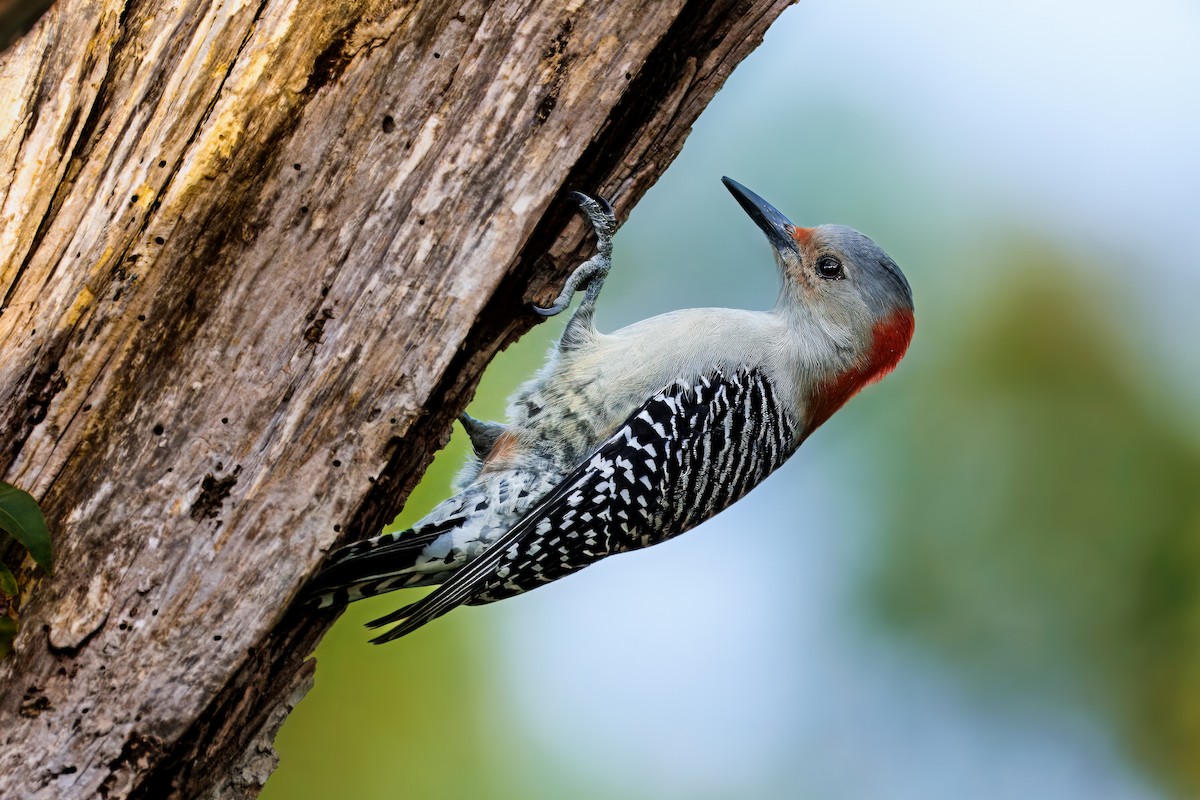 Red-bellied Woodpecker - ML644191209