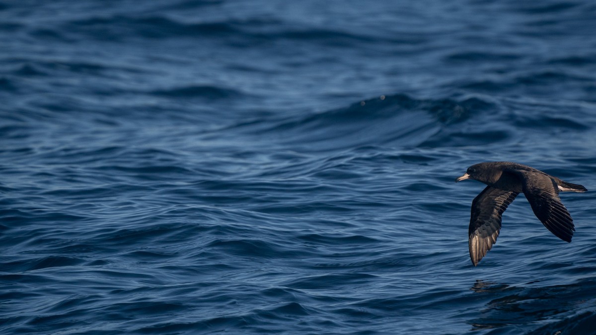 lysbeinlire - ML644191211