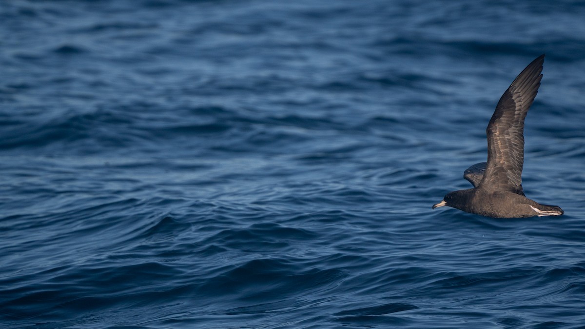 lysbeinlire - ML644191214